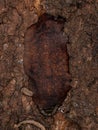 Adult Leatherleaf Slug Royalty Free Stock Photo