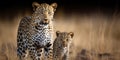 Adult leopard with baby looking at distance in the steppe