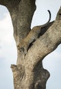 Adult leopard climbing down a big tree in Serengeti in Tanzania