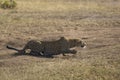 Adult leopard flat on ground stalking pray in Masai Mara Kenya