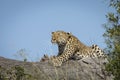 Adult leopard lying on a dead tree stretching showing its claws in Kruger Park in South Africa