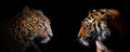 Adult leopard and tiger portrait. Animal on dark background Royalty Free Stock Photo