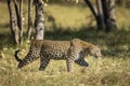 Adult leopard walking through the bush in morning sunshine in Moremi in Okavango Delta in Botswana Royalty Free Stock Photo