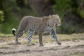 Adult leopard walking with smooth green background and copy space in Masai Mara Kenya