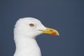 Adult Lesser Black-backed Gull, Larus fuscus.