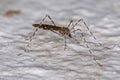 Adult Limoniid Crane Fly