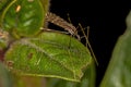 Adult Limoniid Crane Fly