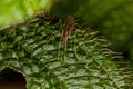 Adult Limoniid Crane Fly