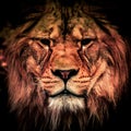 Adult lion in the dark. Portrait of big dangerous african animal. Low key effect