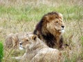 Adult lion and lioness laying and resting in the grass in South Africa.