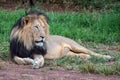 Adult lion in the wild resting