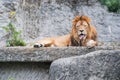 An adult lion wants to sleep