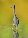 Adult Little Blue Heron, ( Egretta caerulea ) Corkscrew Swamp, Royalty Free Stock Photo