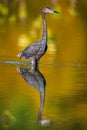 Adult Little Blue Heron, ( Egretta caerulea ) Corkscrew Swamp,