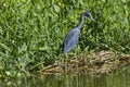 Adult Little blue Heron Egretta caerulea Tortuguero national park