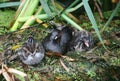 An adult Little Grebe Tachybaptus ruficollis sitting with her cute chicks.