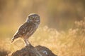 Adult little Owl Athene noctua in beautiful sunlight