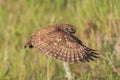 Adult little owl Athene noctua in flight, close up