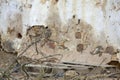 An adult little owl perched on a dead tree branch in front of an old broken down wall in Algarve Portugal Royalty Free Stock Photo