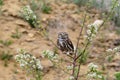 Adult little owl sits on a branch of blooming wild cherr