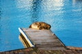 Adult and lonely harbor seal rests on empty wooden boat dock