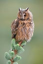 Adult long-eared owl sitting on top of tree in spring with green background
