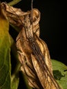 Adult Long-jawed Orbweaver Spider