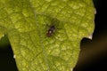 Adult Long-legged Fly