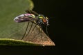 Adult Long-legged Fly