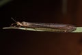 Adult Long tailed Antlion