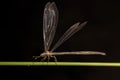 Adult Long tailed Antlion