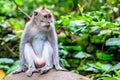 Adult Long-tailed or Crab-eating macaque sitting on a rock, full length, Bali Island, Indonesia