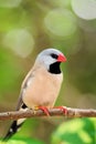 Adult long-tailed finch bird