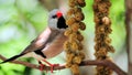 Adult long-tailed finch bird eating