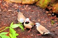 Adult Long-tailed finch birds