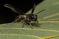 Adult Long-waisted Honey Wasp Royalty Free Stock Photo