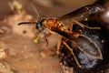 Adult Long-waisted Honey Wasp Royalty Free Stock Photo