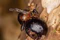 Adult Long-waisted Honey Wasp Royalty Free Stock Photo
