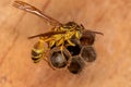Adult Long-waisted Paper Wasp Royalty Free Stock Photo