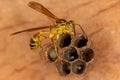 Adult Long-waisted Paper Wasp Royalty Free Stock Photo