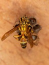 Adult Long-waisted Paper Wasp Royalty Free Stock Photo