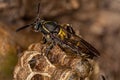 Adult Long-waisted Paper Wasp Royalty Free Stock Photo