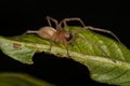 Adult Longlegged Sac Spider Royalty Free Stock Photo