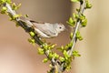 Adult Lucy's Warbler Royalty Free Stock Photo