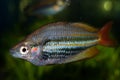 Adult Madagascar Rainbowfish