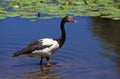 ADULT MAGPIE GOOSE anseranas semipalmata WALKING IN WATER, AUSTRALIA Royalty Free Stock Photo