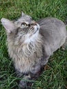 Adult Maine coon playing in the grass