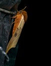 Adult malacosoma moth in the night Royalty Free Stock Photo