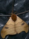 Adult malacosoma moth in the night Royalty Free Stock Photo