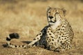 Adult male African Cheetah resting Kruger Park South Africa Royalty Free Stock Photo